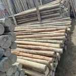 Postes de Eucalipto